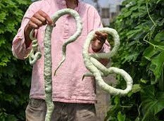 Gourds - Snake Gourd (4" pot)
