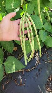 Beans, Yard Long - Thai Solder  (4" Pot)