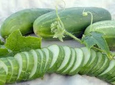 Cucumber -  Ashley (4" pot)
