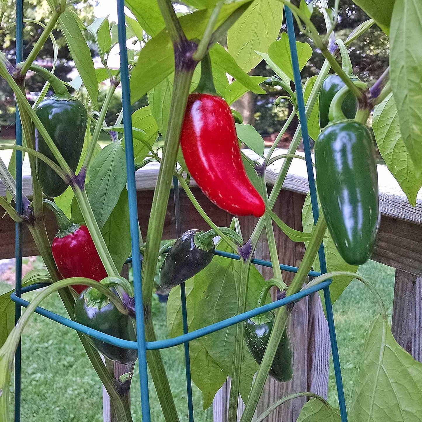 Pepper - Jalepeno