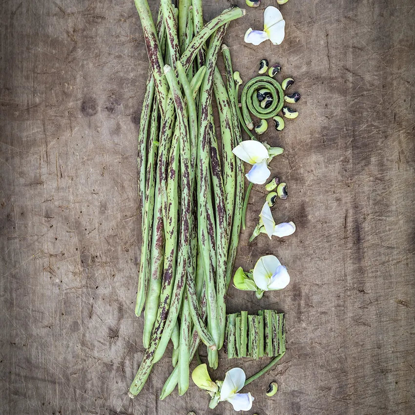 Beans, Yard Long - Thai Solder  (4" Pot)