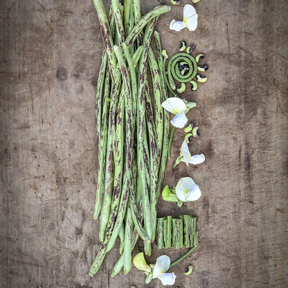 Beans, Yard Long - Thai Solder  (4" Pot)