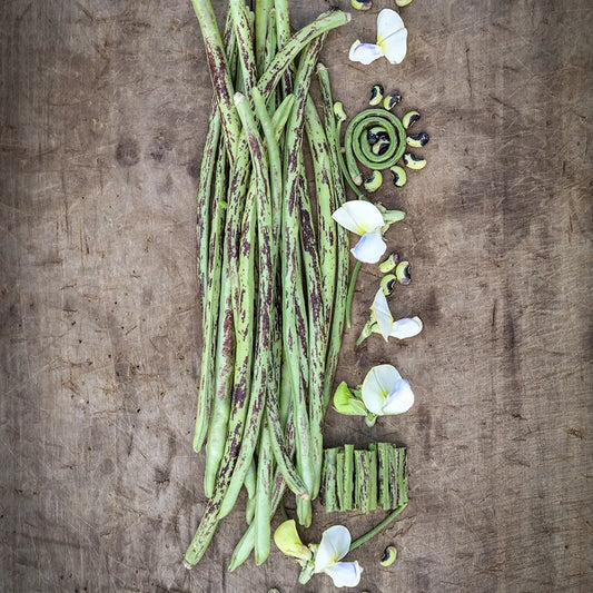 Beans, Yard Long - Thai Solder  (4" Pot)
