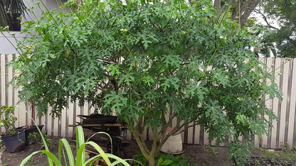 Chaya (Tree Spinach) Unknown Variety  (1 Gal Pot)