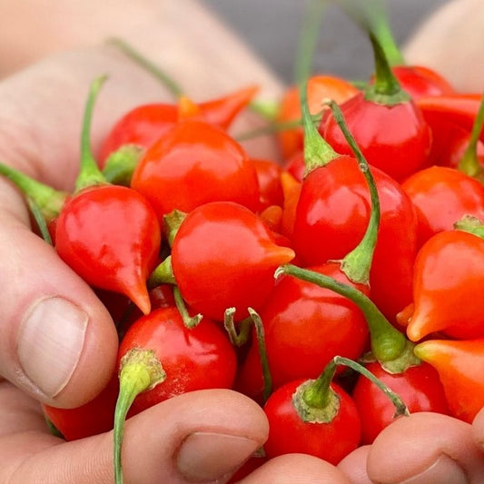 Pepper, Sweet - Red Biquinho