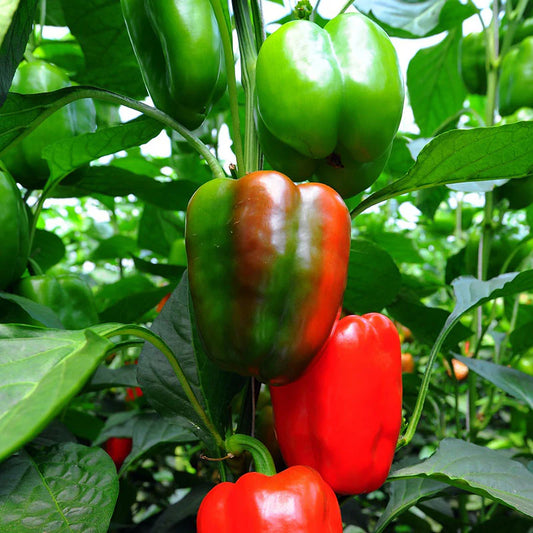 Pepper, Bell - Carolina Wonder