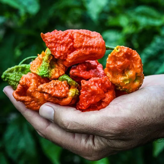 Pepper, Hot - Apocalypse Scorpion
