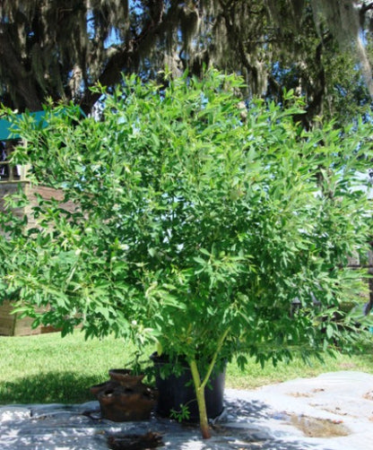 Pigeon Pea "Gandules" (1 Gal Pot)