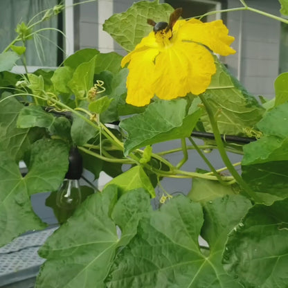 Luffa - Homestead Variety (4" pot)