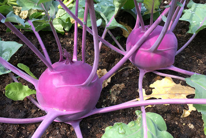 Kohlrabi - Early Purple Vienna
