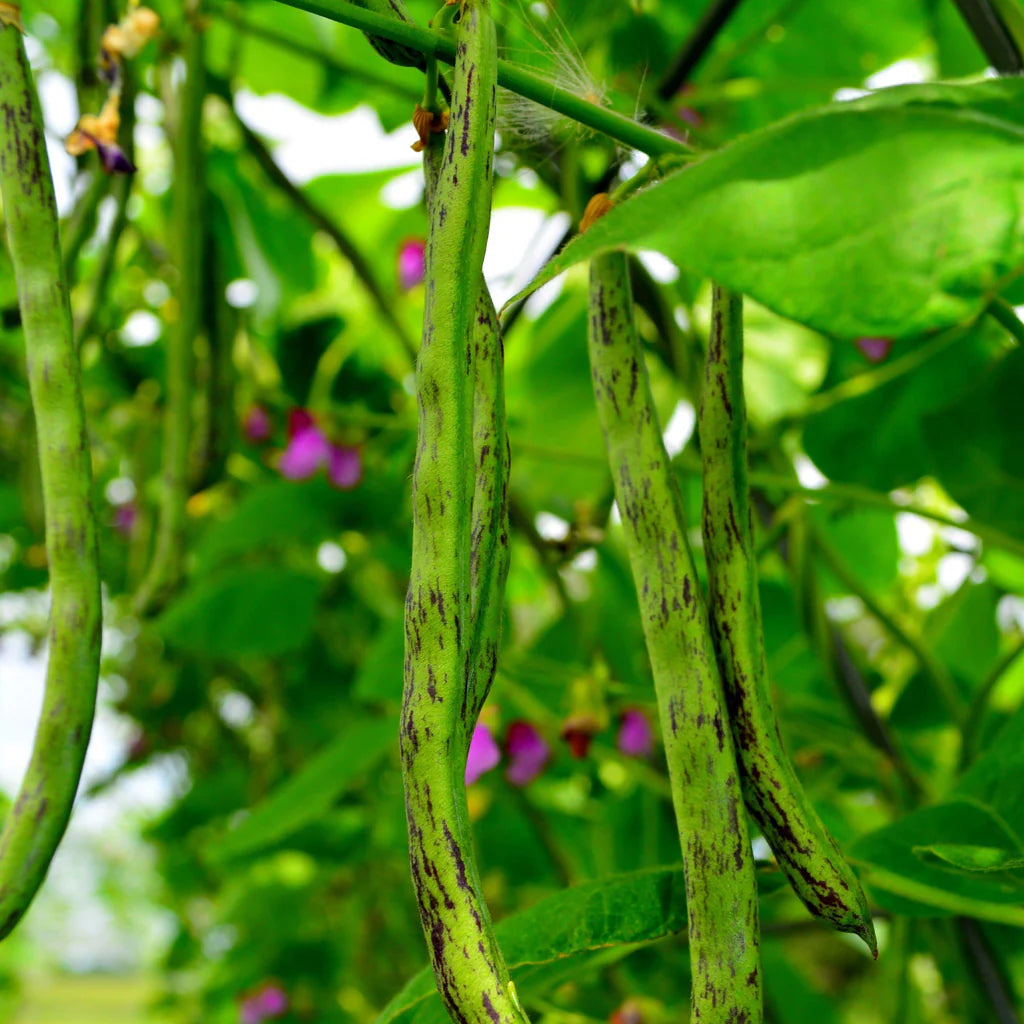 Beans, Pole - Rattlesnake (4" pot)