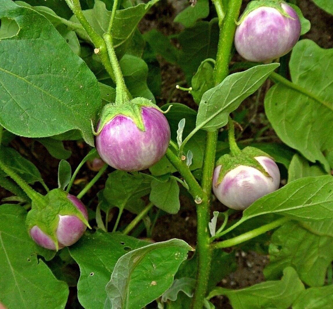 Eggplant - Lavender Frog Egg (4" pot)