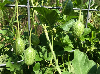 Cucumber -  West Indian Burr Gherkin (4" pot)