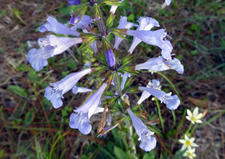 Lyreleaf Sage (Salvia lyrata)