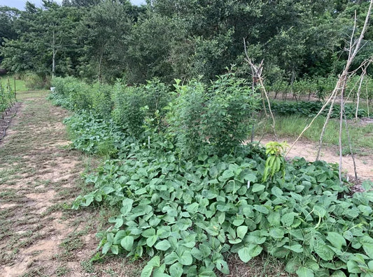 Black Eyed Peas - Mavuno (4" Pot)