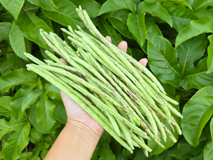 Beans, Yard Long - Thai Solder  (4" Pot)