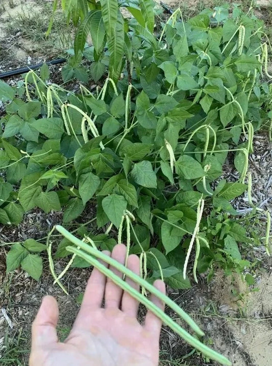 Beans, Yard Long - Thailand (4" Pot)