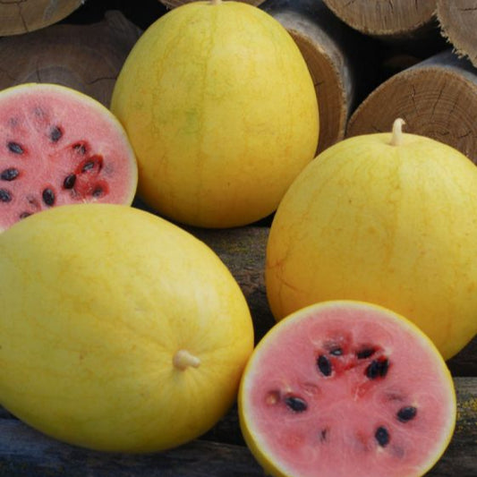 Watermelon - Golden Midget  (4" pot)